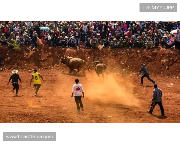 优质真人斗牛网址汇总助你轻松找到最受欢迎的线上斗牛娱乐平台 优质真人斗牛网址汇总助你轻松找到最受欢迎的线上斗牛娱乐平台
